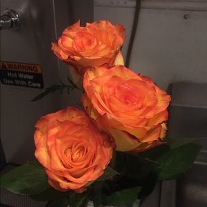 Meet your Posher, Reina